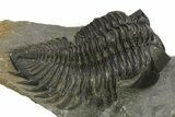 Large Coltraneia Trilobite Fossil - Huge Faceted Eyes #273802-1